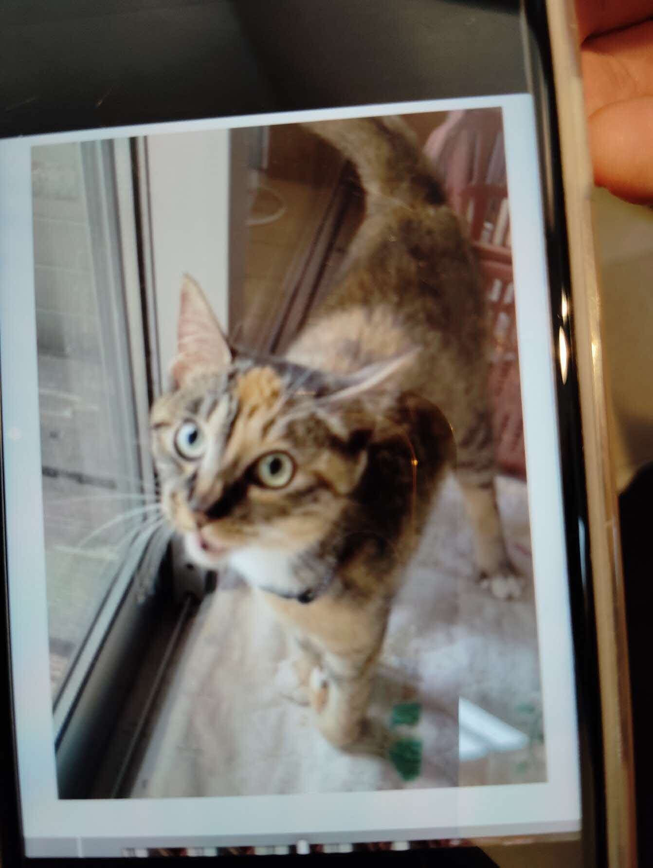 迷子猫