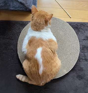 猫の写真②