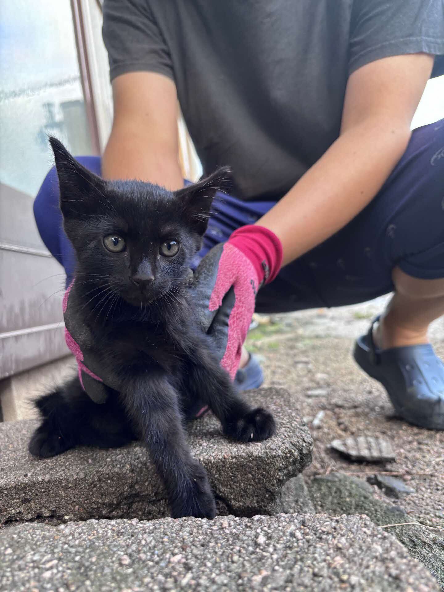 neko1