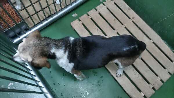 inu19loli2
