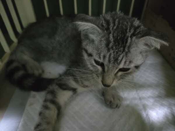 入南-保護猫2