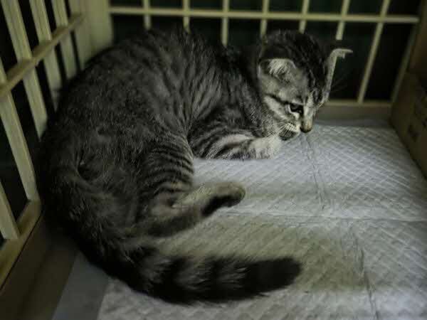 入南保護猫3