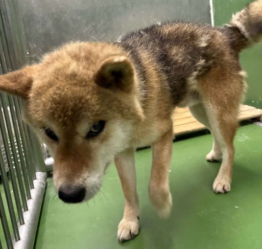 武志保護犬３