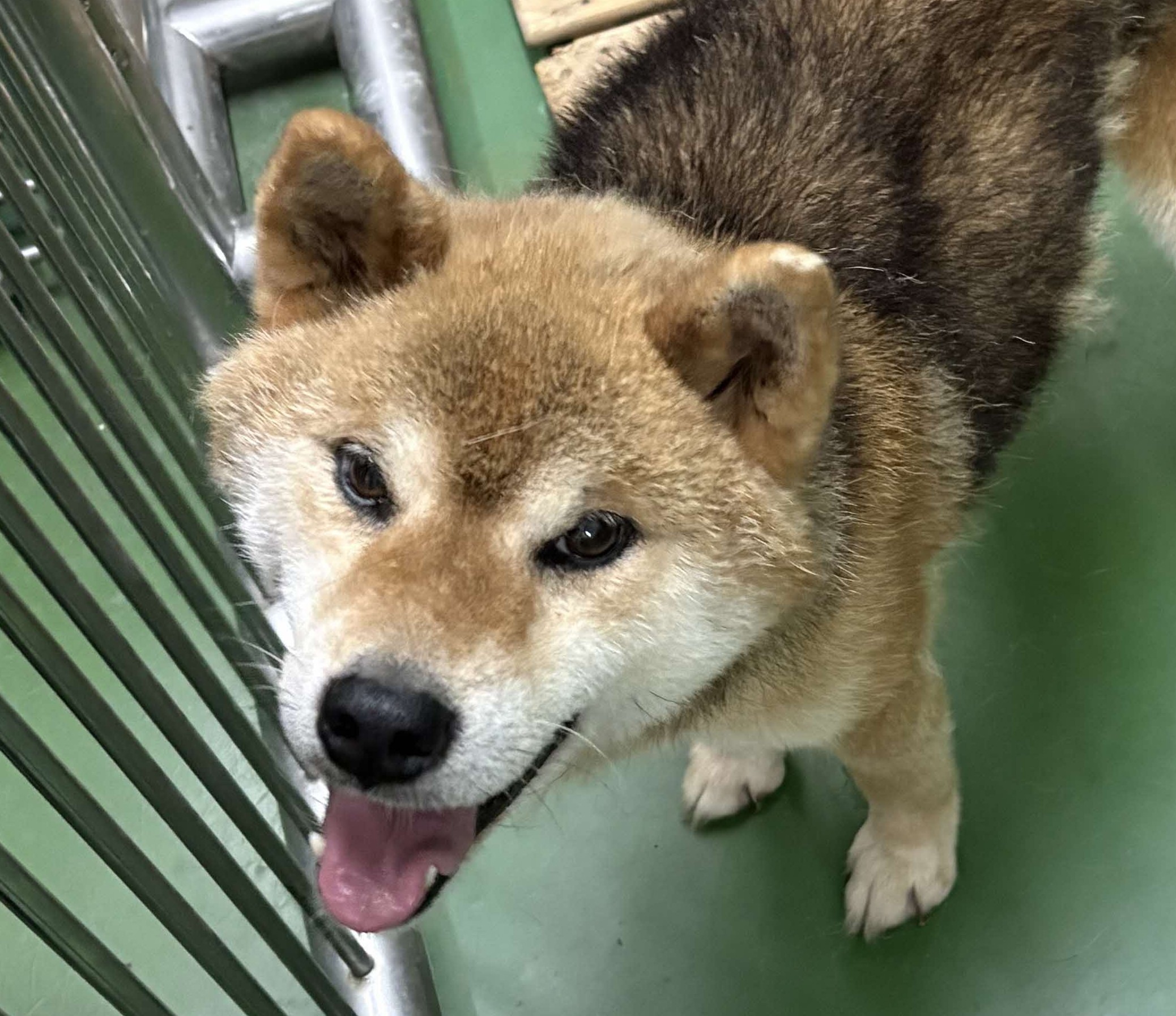 武志町保護犬