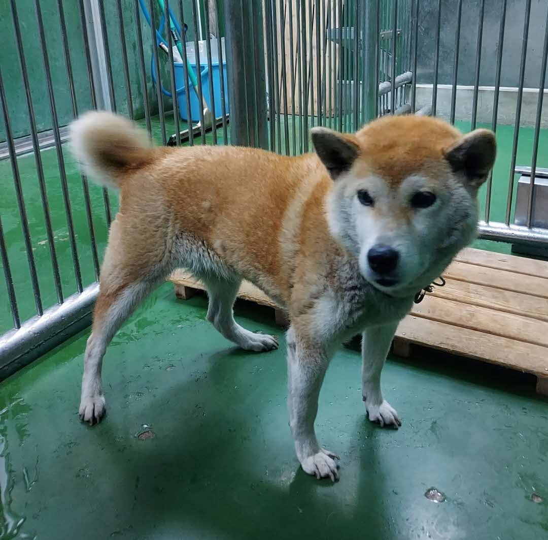 inu12