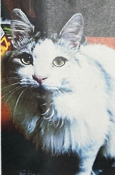 猫詳細