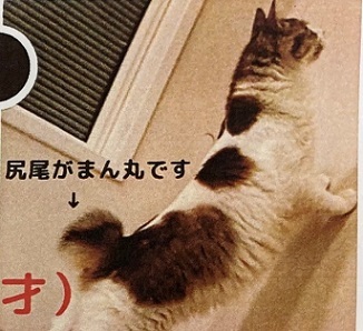 猫詳細２
