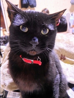 猫詳細