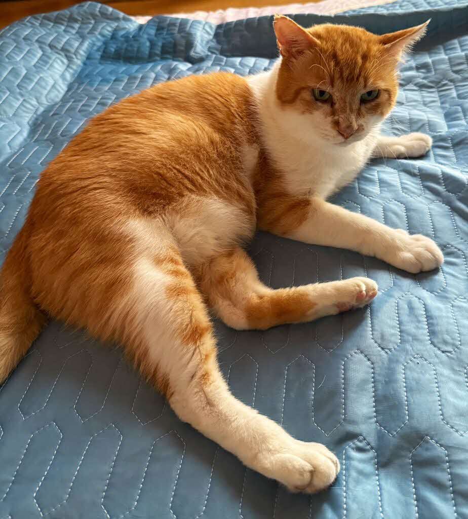 neko2