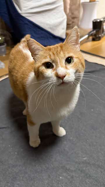 neko5b