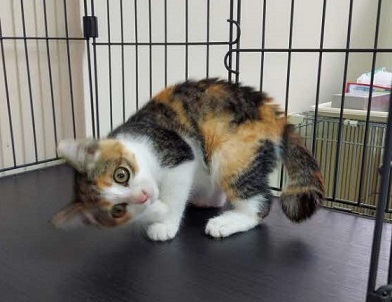 neko18k2