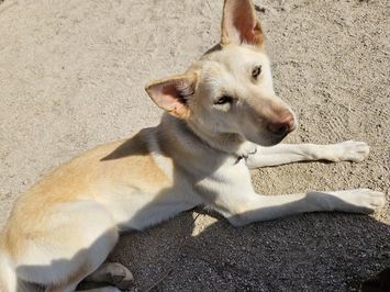 犬写真２