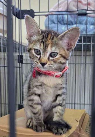 子猫メス