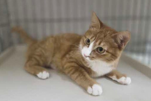 隠岐猫２