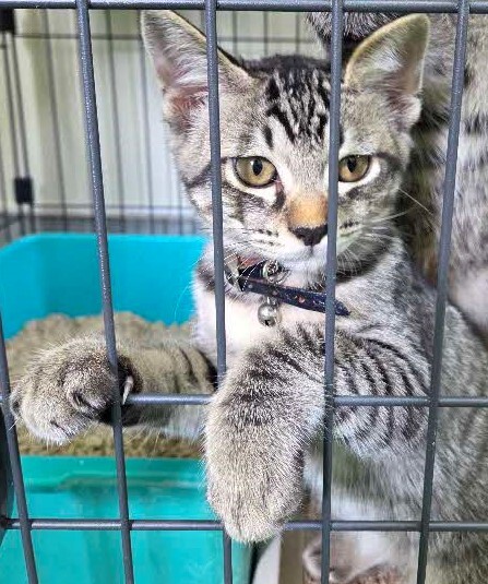子猫１