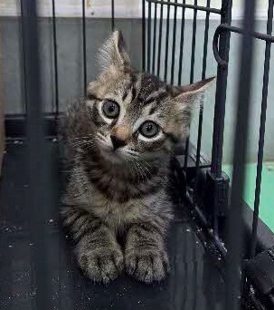 オス子猫３