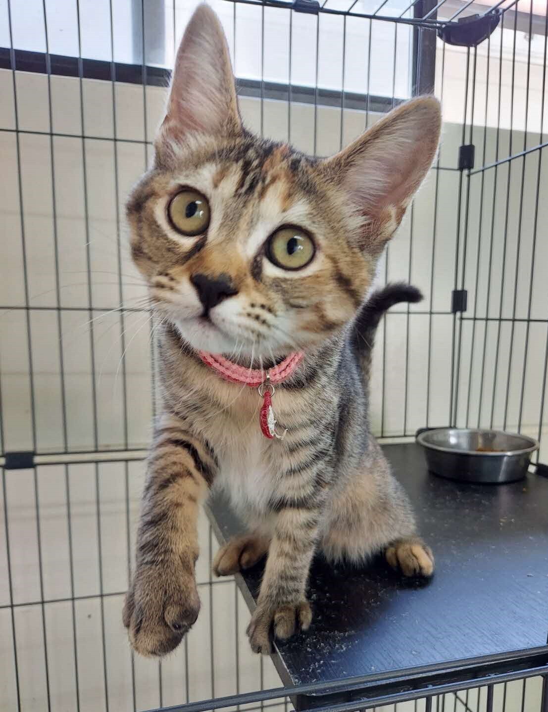 メス子猫