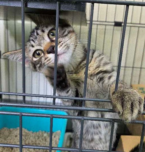 子猫２