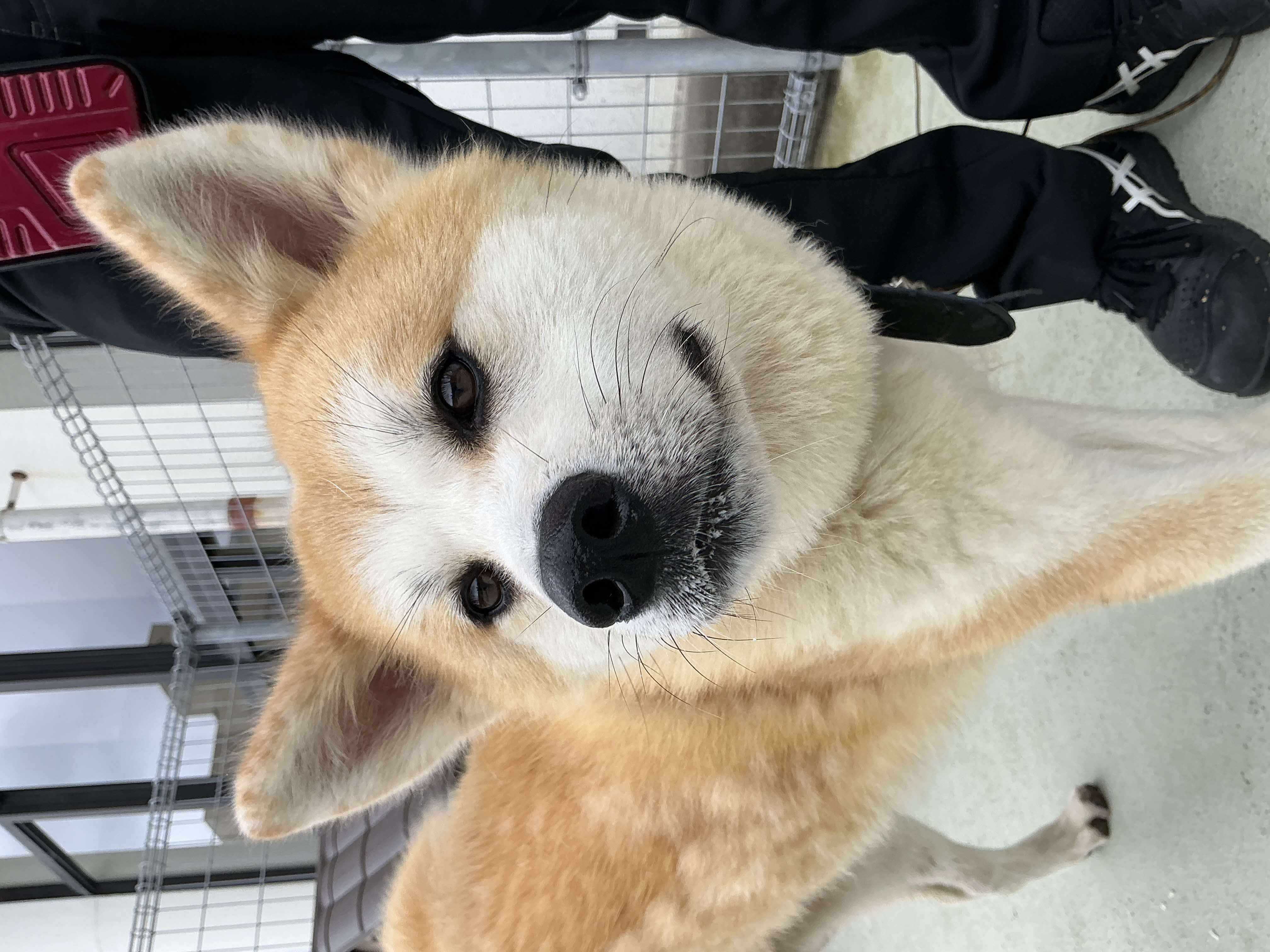 miki1