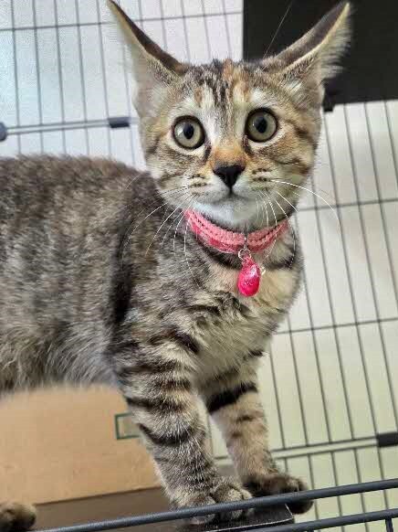 子猫４