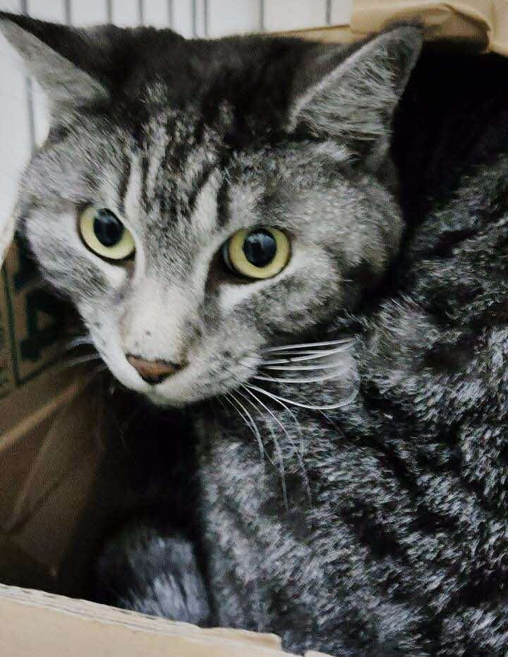 譲渡猫