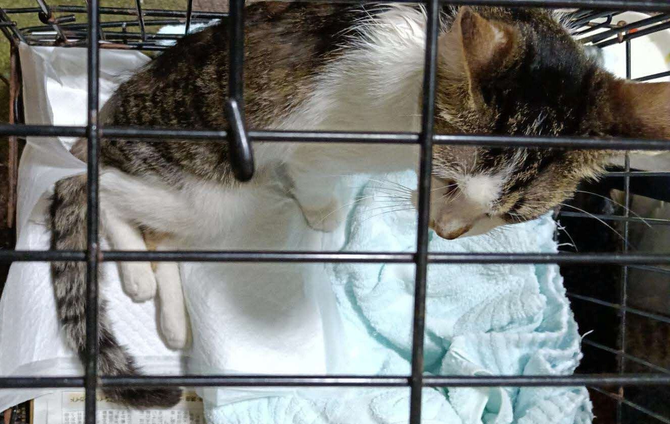 猫26-5
