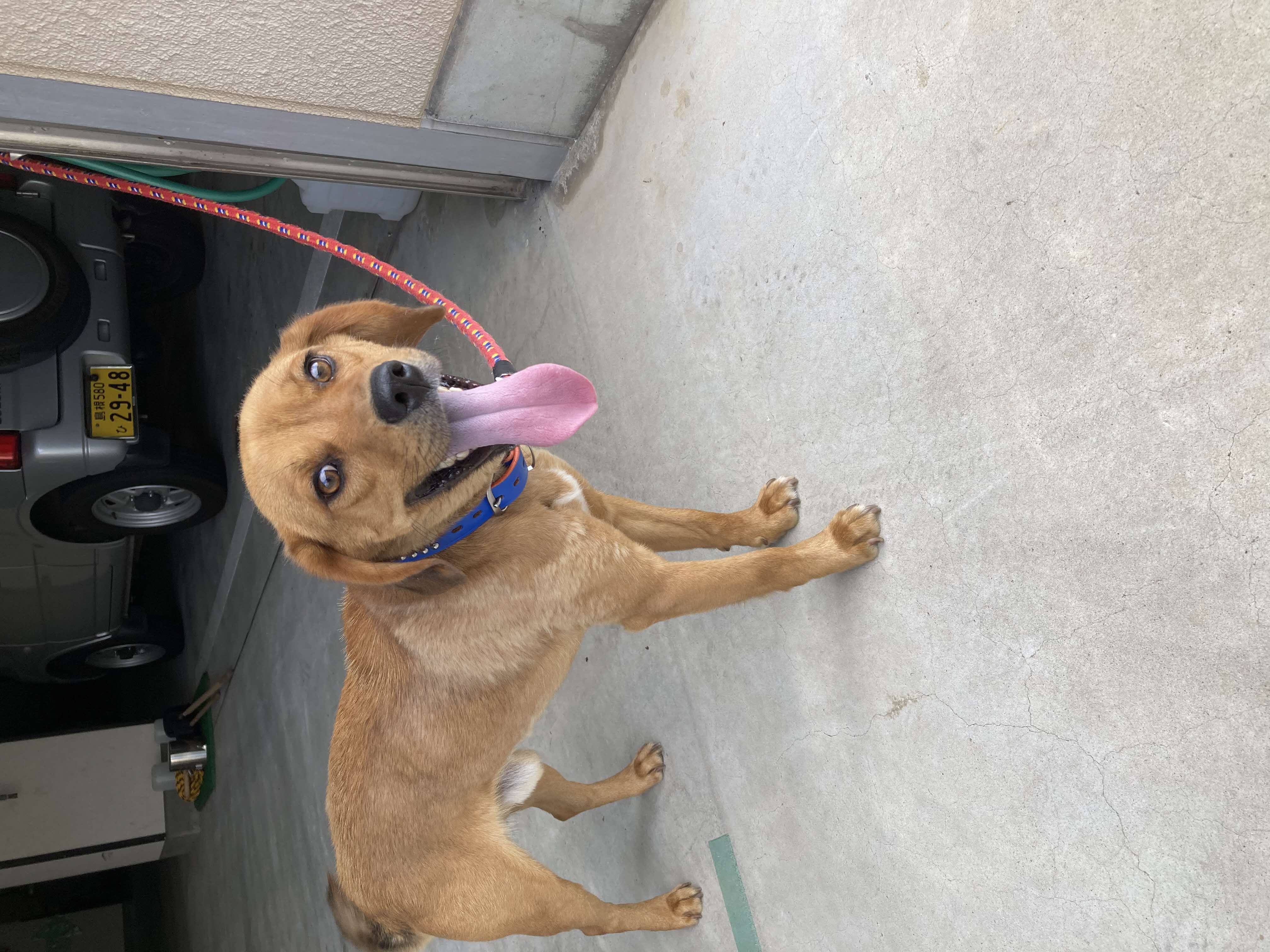 犬写真１