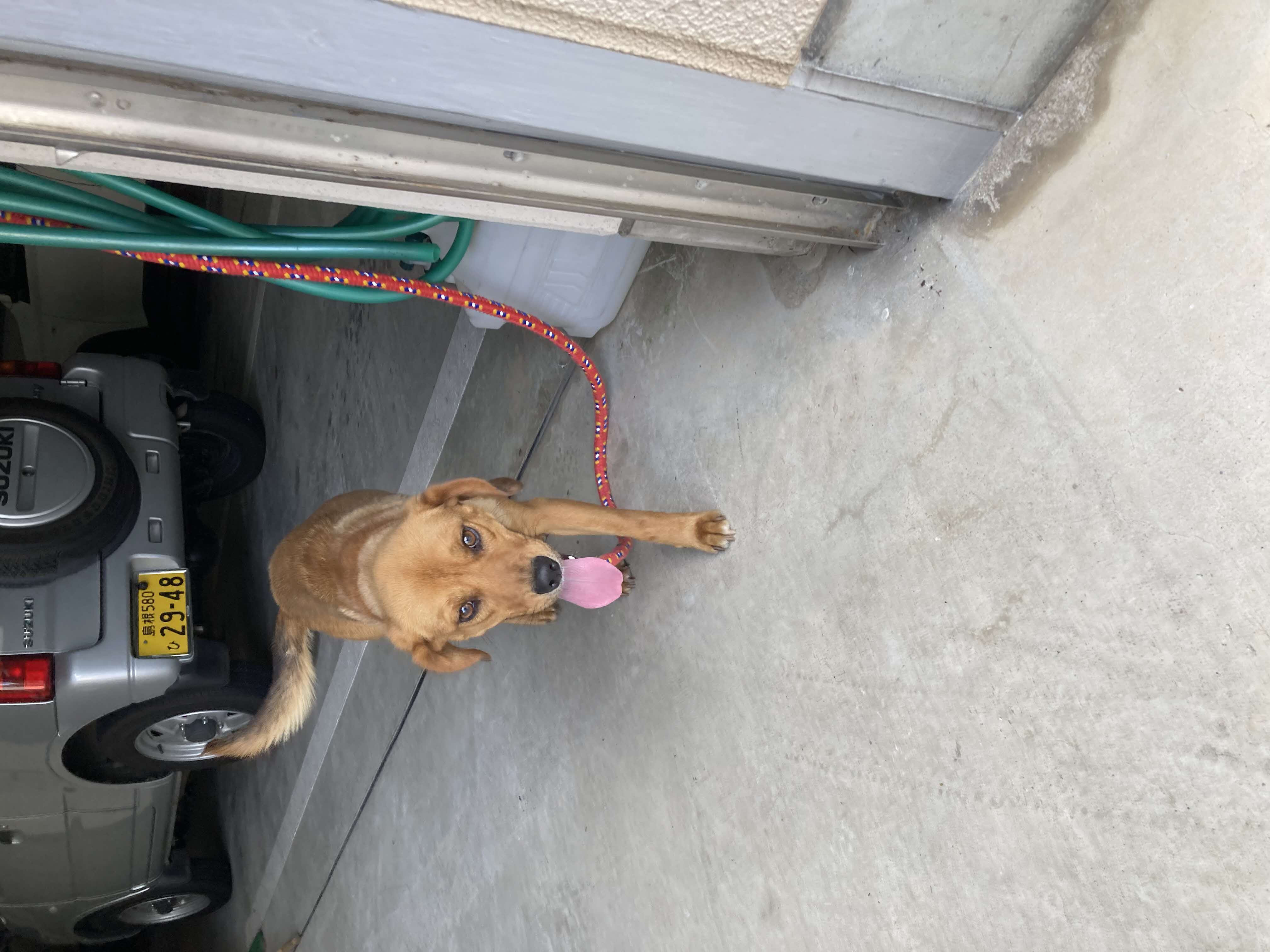 犬写真２
