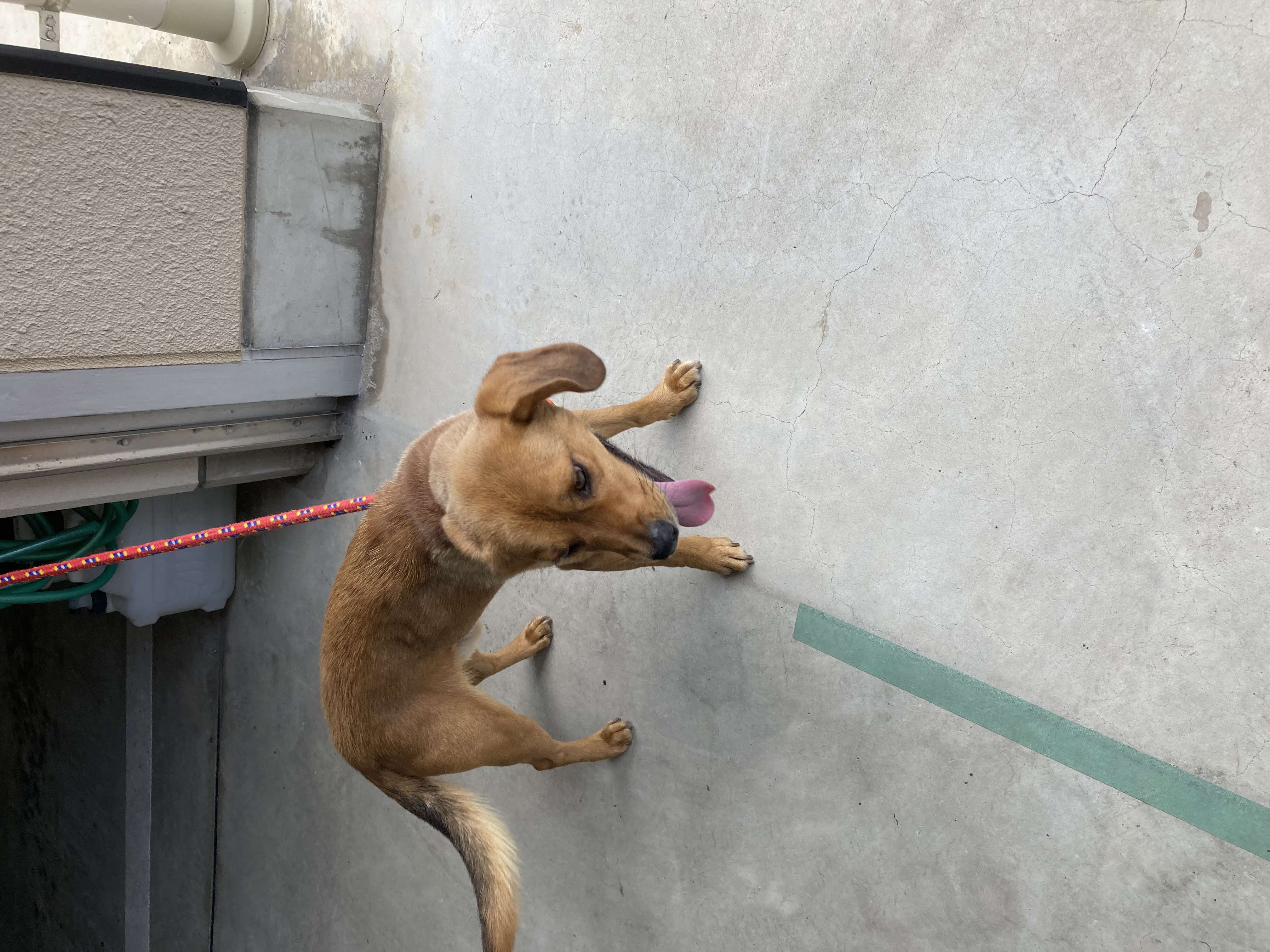 犬写真３