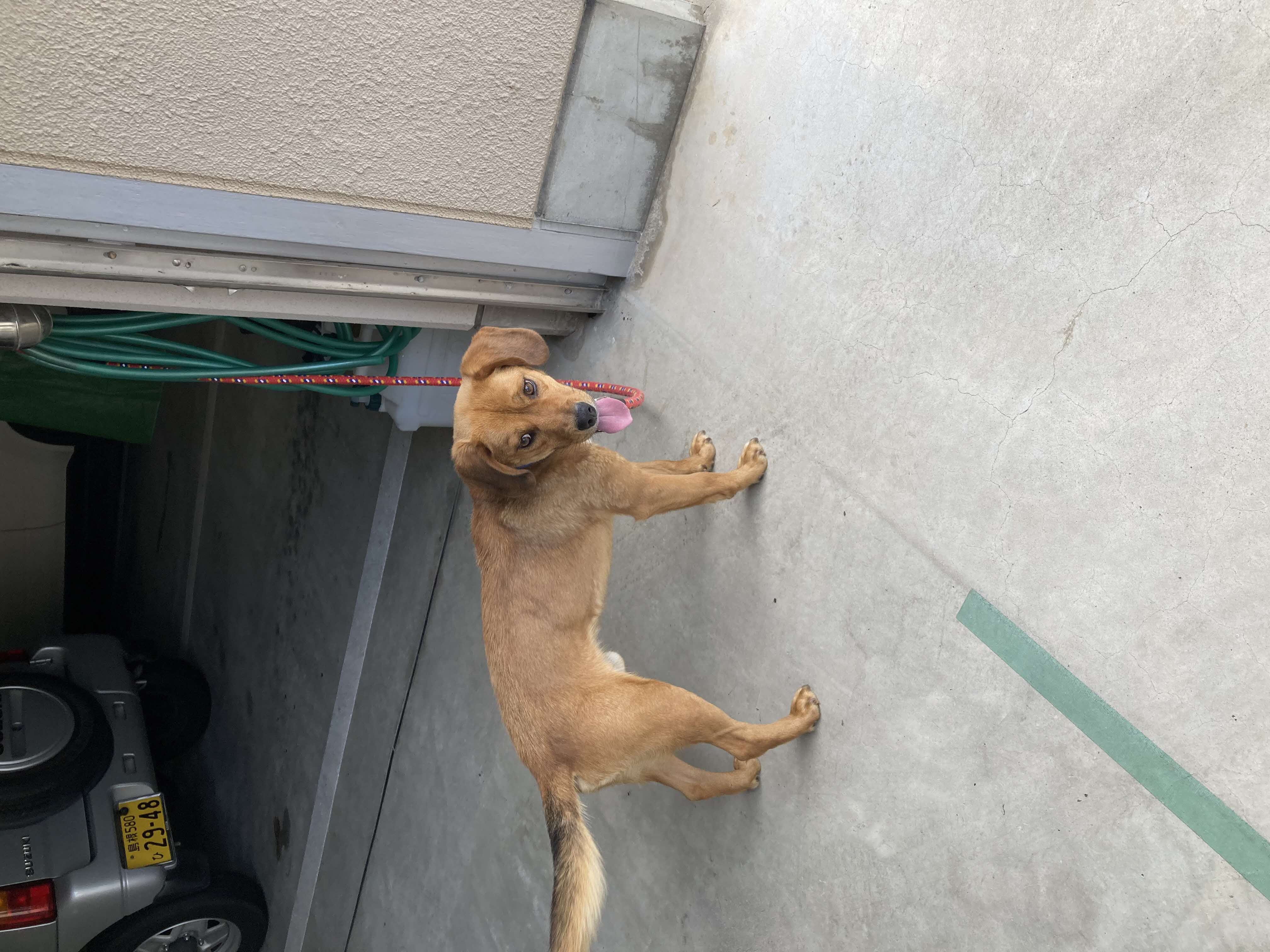 犬写真４
