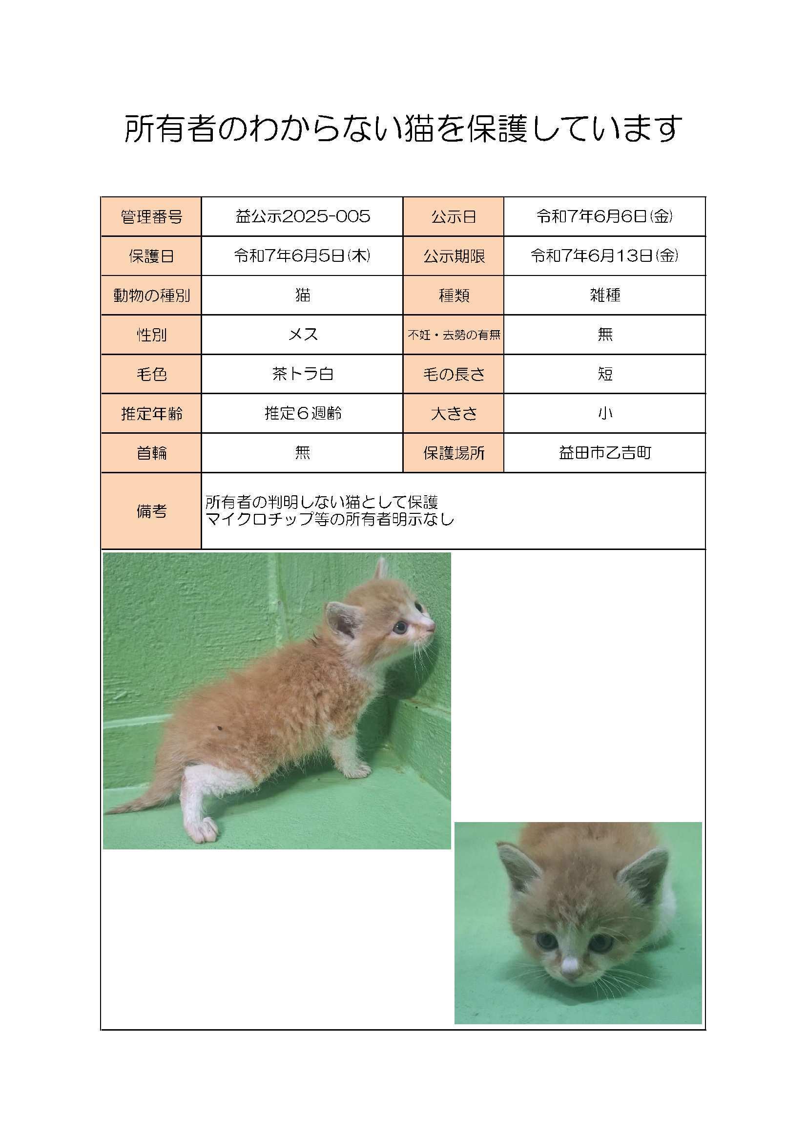 ねこ３