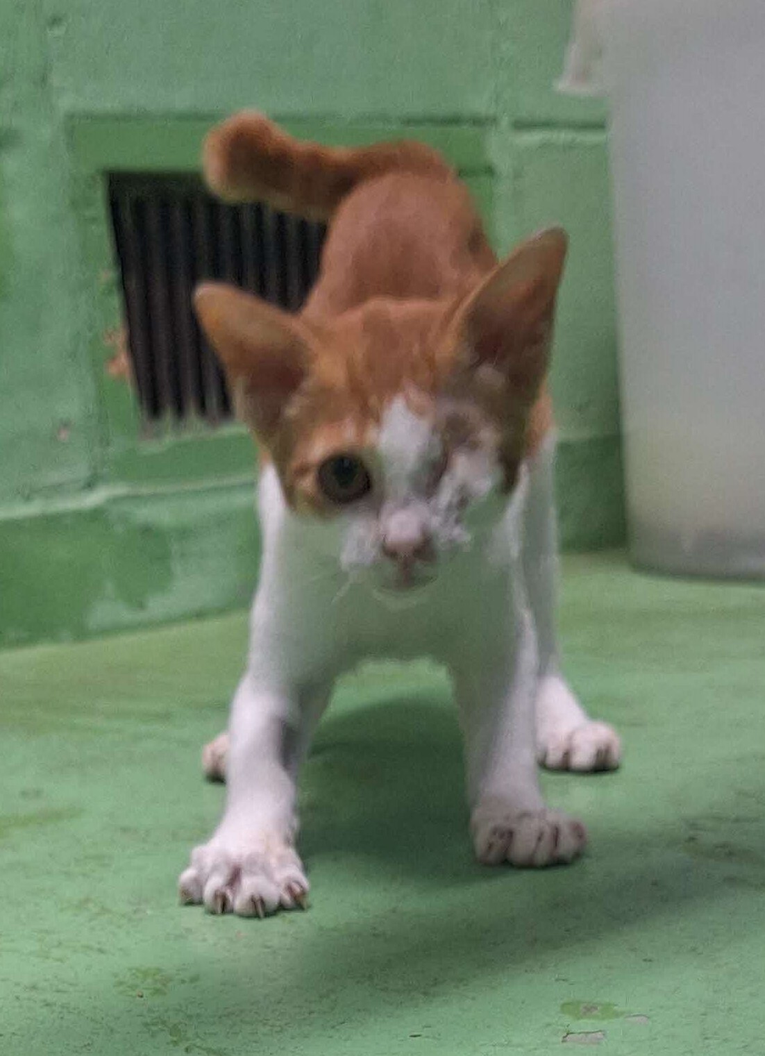 譲猫1