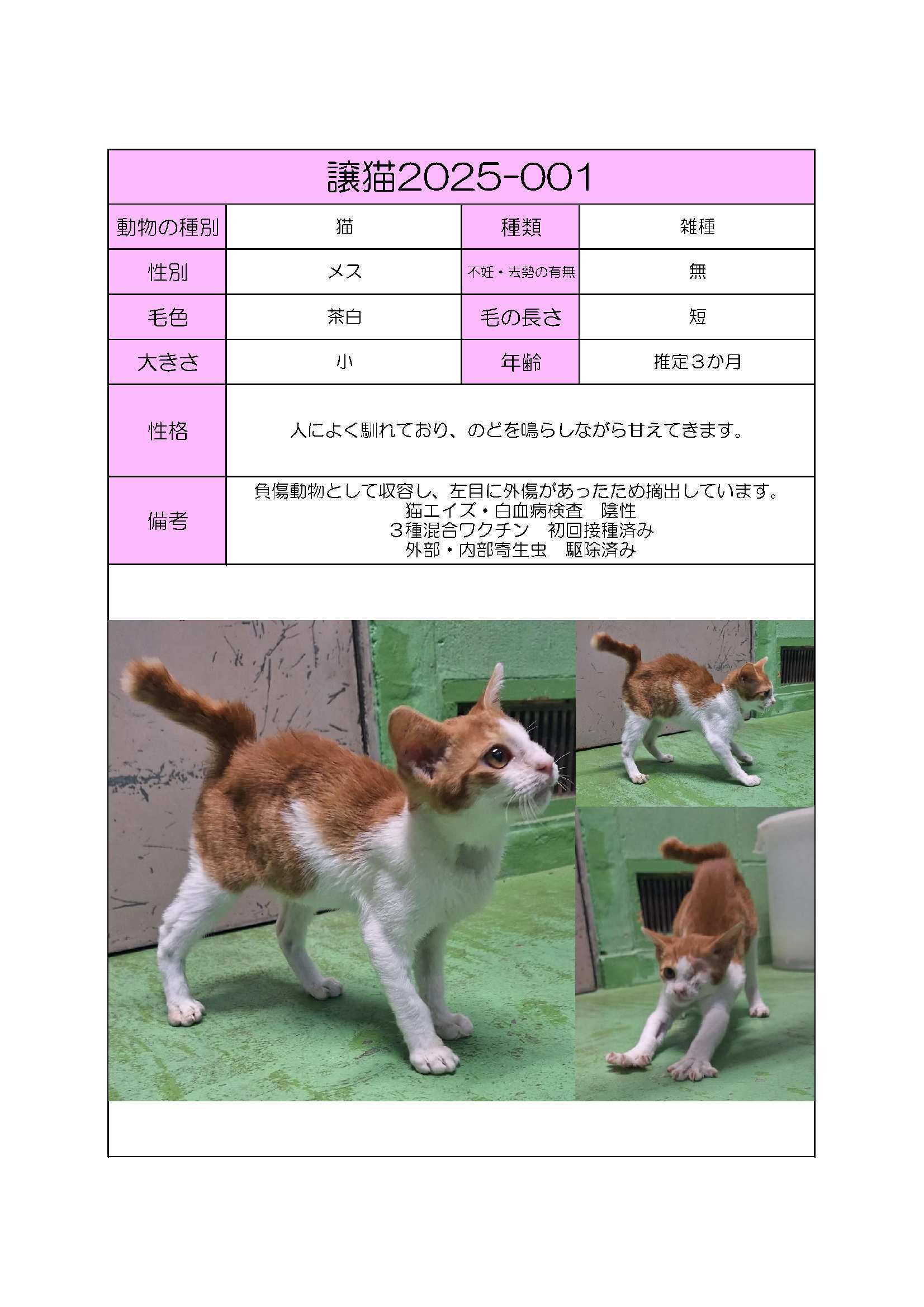 譲猫１