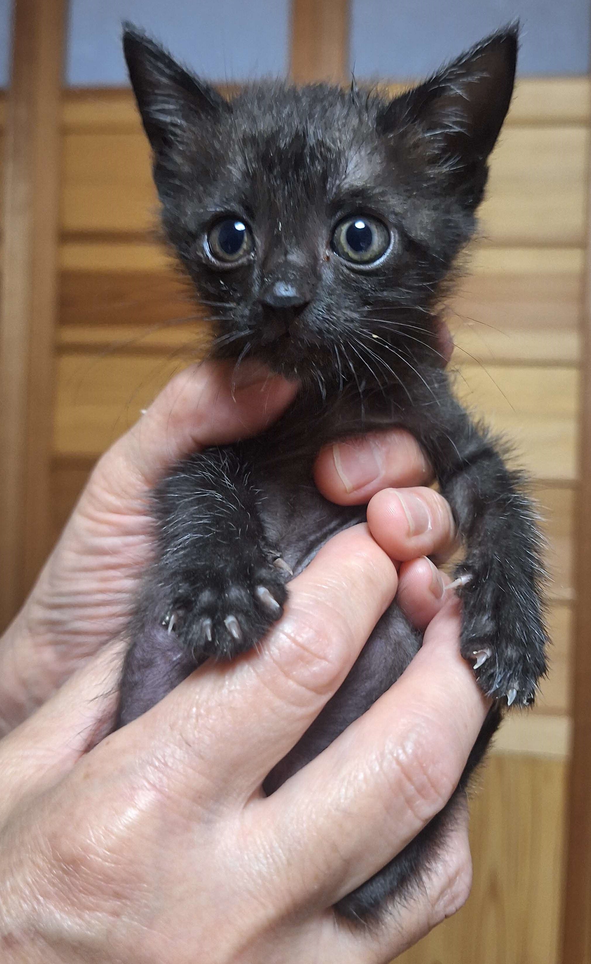子猫３