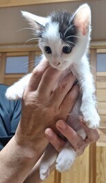 子猫１