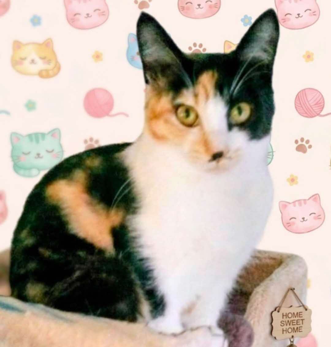 ③ミコ