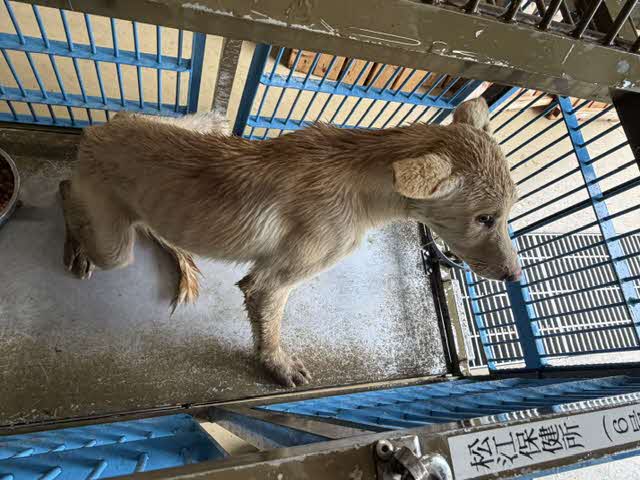 やすぎ2