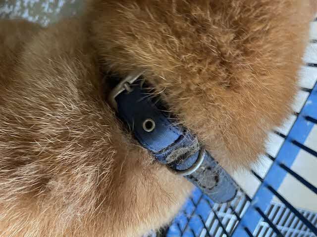 安来柴3