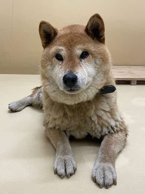 安来柴1