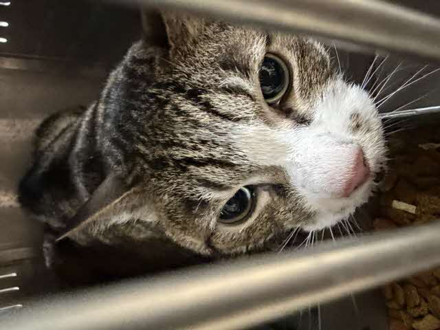 負傷猫