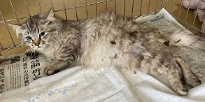 猫トップ