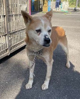 犬トップ