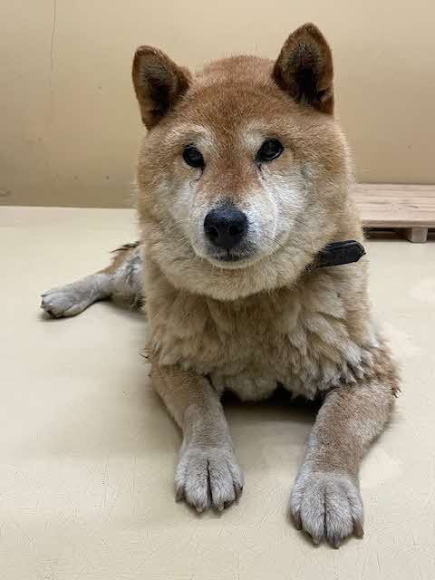 yasugisiba