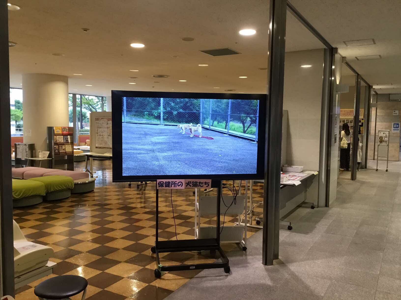 保健所及び譲渡された犬猫たちの動画、写真