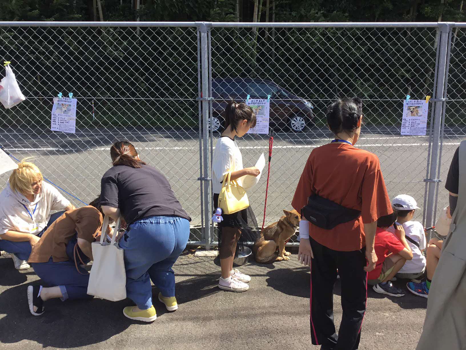 犬の譲渡会場（成犬）