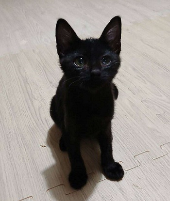あずき