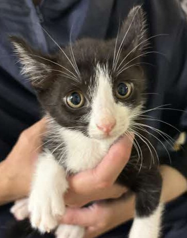 ハチワレ