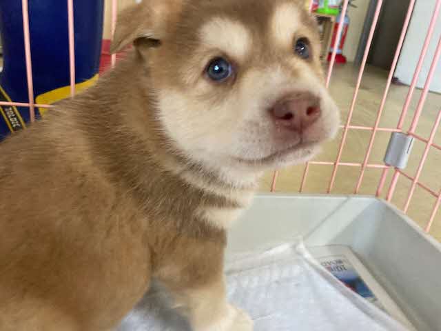 つくし