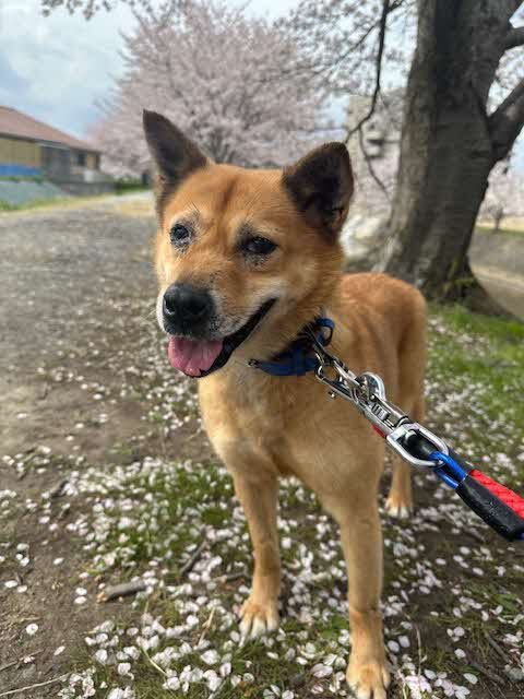 miho