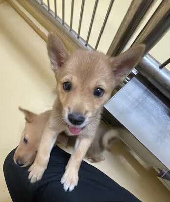 おはぎ